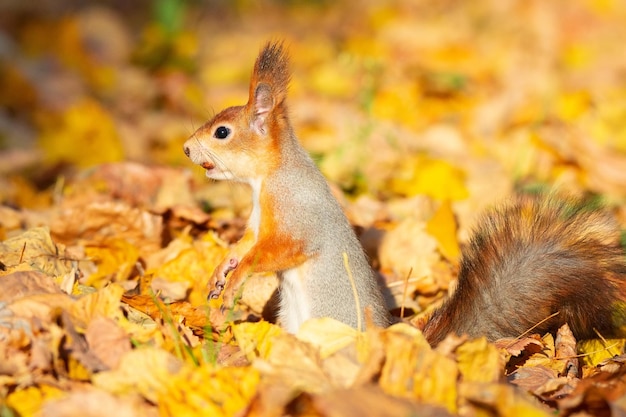 Close-up of squirrel on leaves