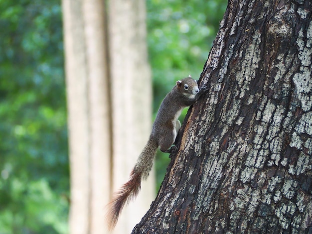 Close-up of squirrel perching on tree trunk