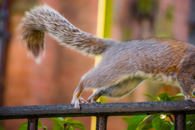 Foto close-up di uno scoiattolo sulla ringhiera