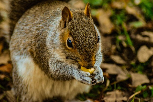 Foto close-up di uno scoiattolo su una roccia