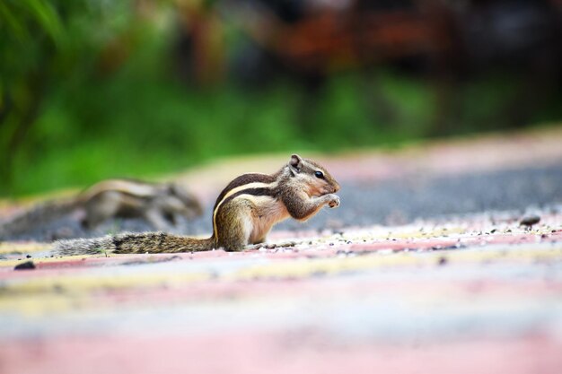 Photo close-up of squirrel on rock