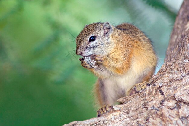 Close-up of squirrel on rock