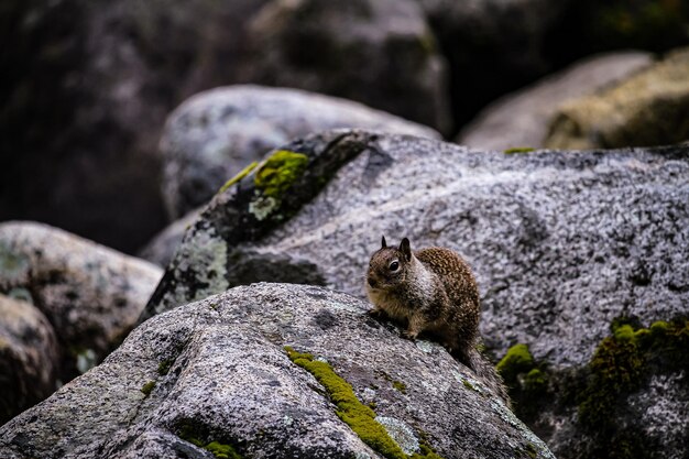 Foto close-up di uno scoiattolo su una roccia