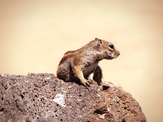 Photo close-up of squirrel on rock