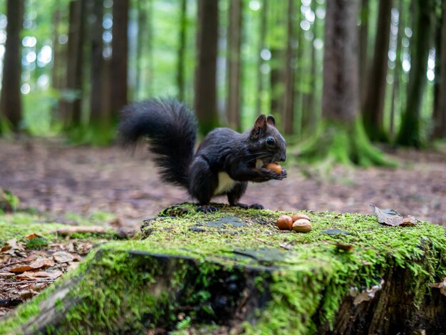 Close-up of squirrel on rock