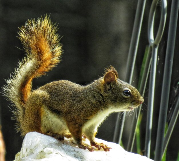 Photo close-up of squirrel on rock