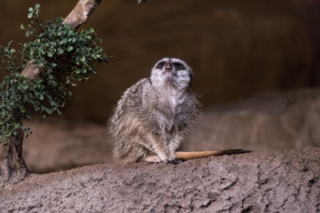 岩の上にあるリスのクローズアップ