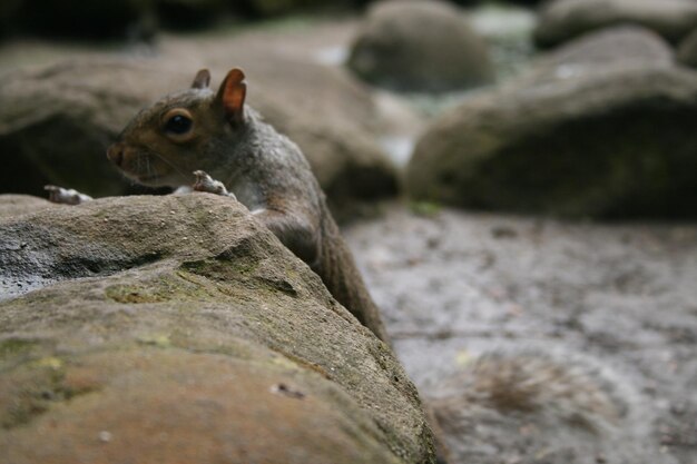 Photo close-up of squirrel on rock