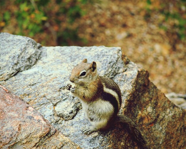 Photo close-up of squirrel on rock