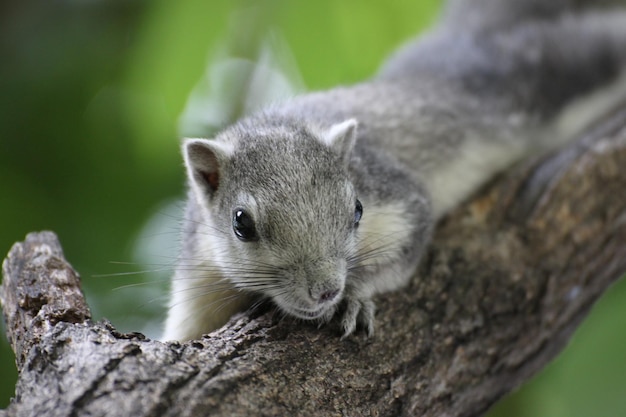 Photo close-up of a squirrel on rock