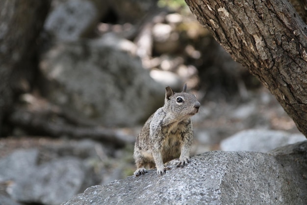 Close-up of squirrel on rock