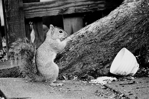 close-up of squirrel sitting on tree trunk
