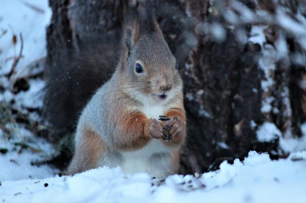 Close-up of squirrel on snow