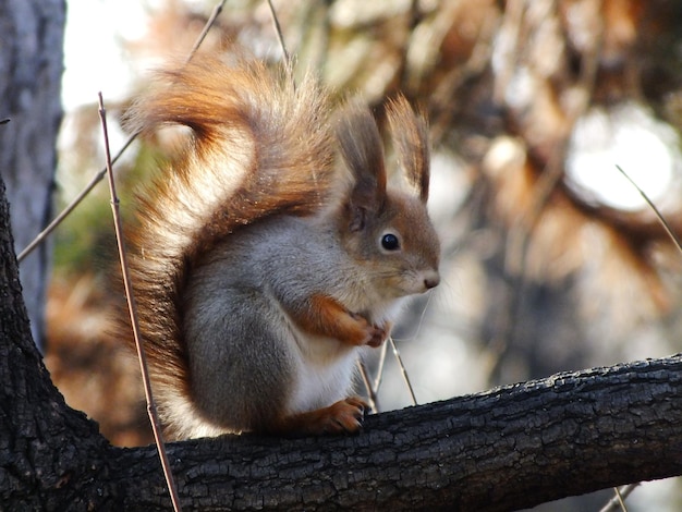 Close-up of squirrel on tree branch