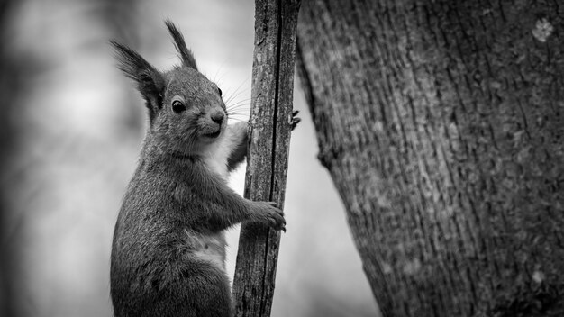 close-up of squirrel on tree trunk