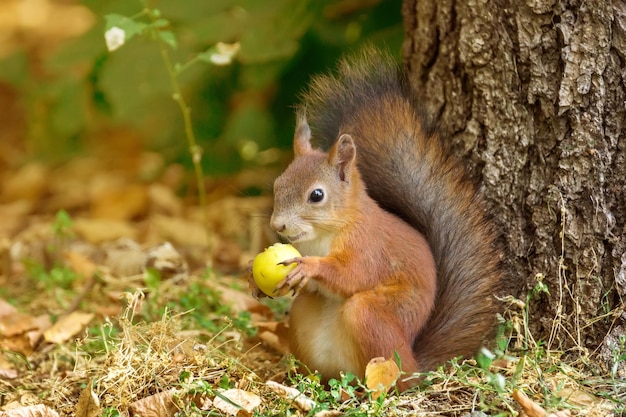 Photo close-up of squirrel on tree trunk