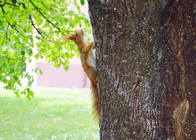 Foto prossimo piano di uno scoiattolo sul tronco di un albero