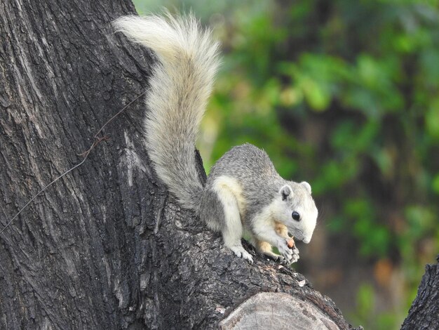 Photo close-up of squirrel on tree trunk