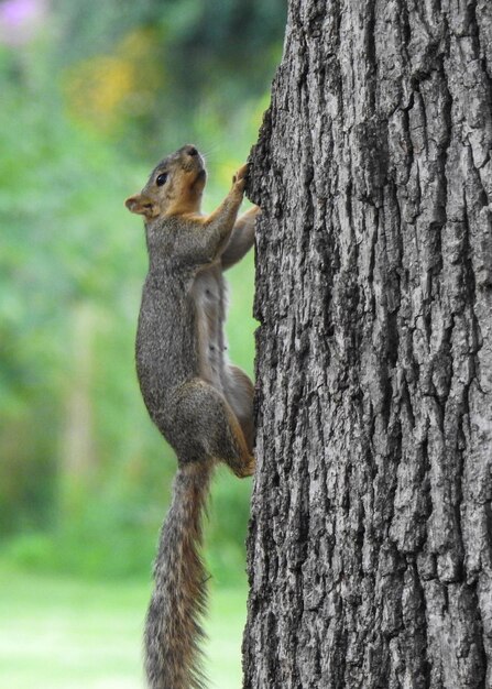 Close-up of squirrel on tree trunk