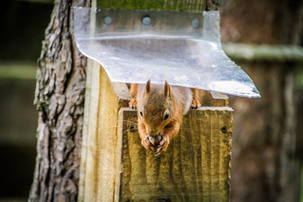 Close-up of squirrel on tree trunk