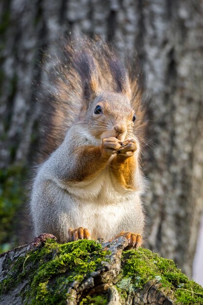 Close-up of squirrel on tree trunk