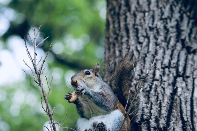 Close-up of squirrel on tree trunk