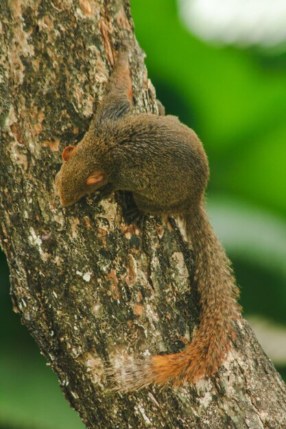 Photo close-up of squirrel on tree trunk