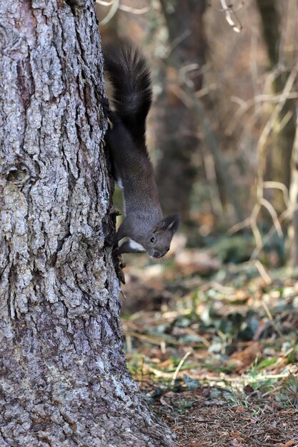 Photo close-up of squirrel on tree trunk