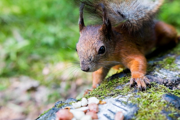 Close-up of squirrel on tree trunk