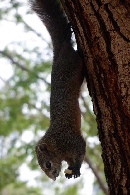 Close-up of squirrel on tree trunk