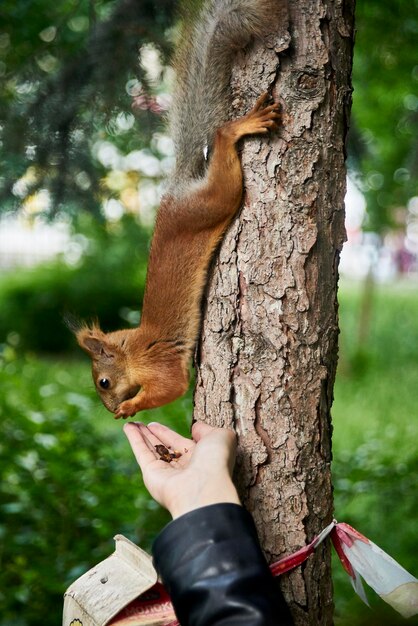 Foto prossimo piano di uno scoiattolo sul tronco di un albero