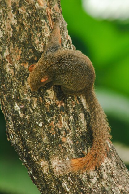 Foto close-up di uno scoiattolo sul tronco di un albero.