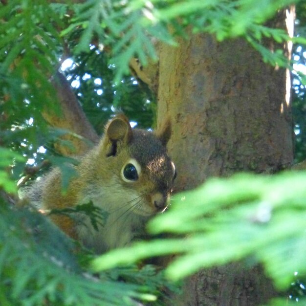 Close-up of squirrel on tree