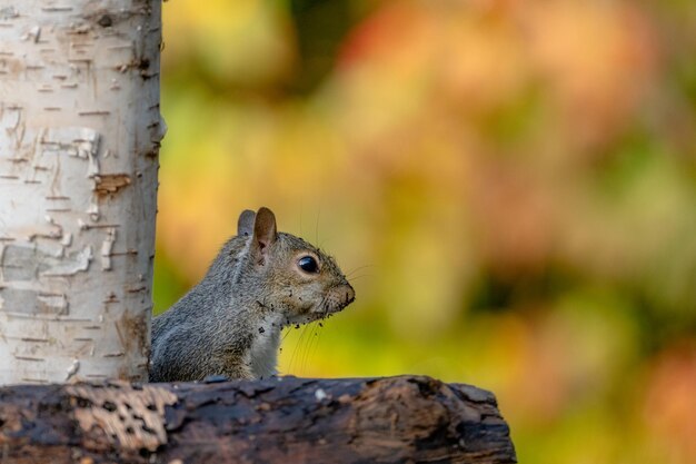 Close-up of squirrel on tree