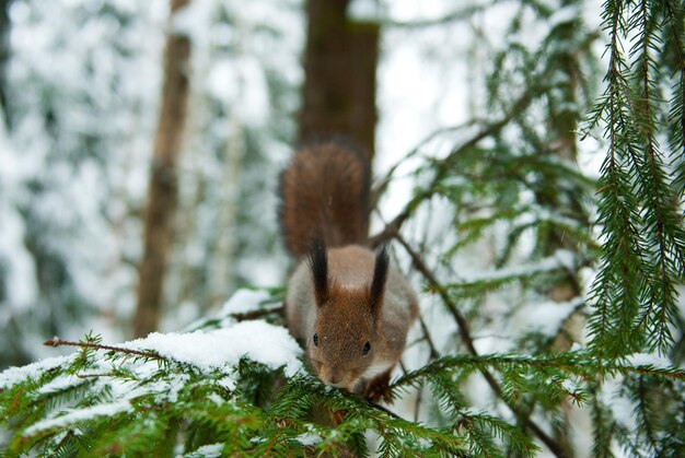 Photo close-up of squirrel on tree