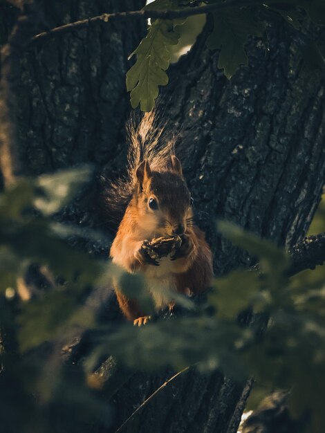 Photo close-up of squirrel on tree