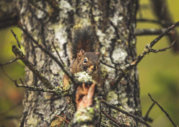 Foto close-up di uno scoiattolo sull'albero