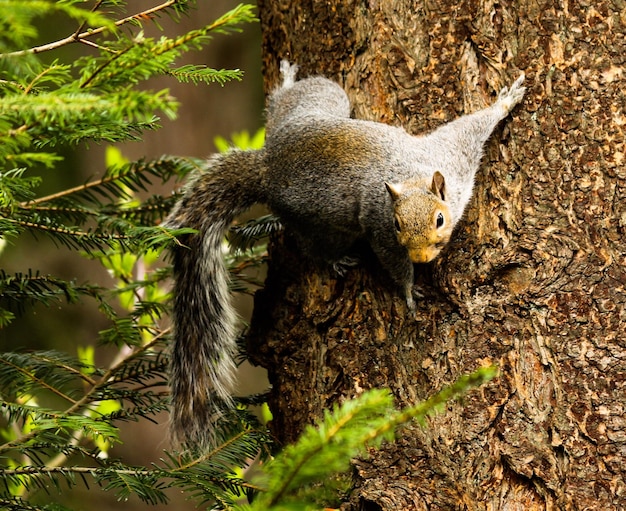 Photo close-up of squirrel on tree