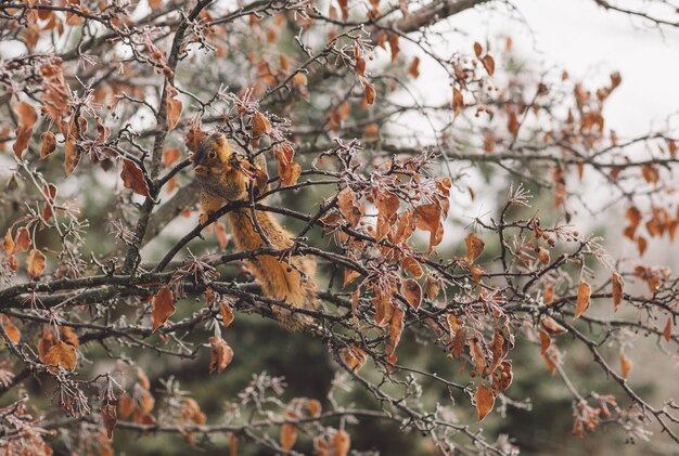 Foto close-up di uno scoiattolo sull'albero