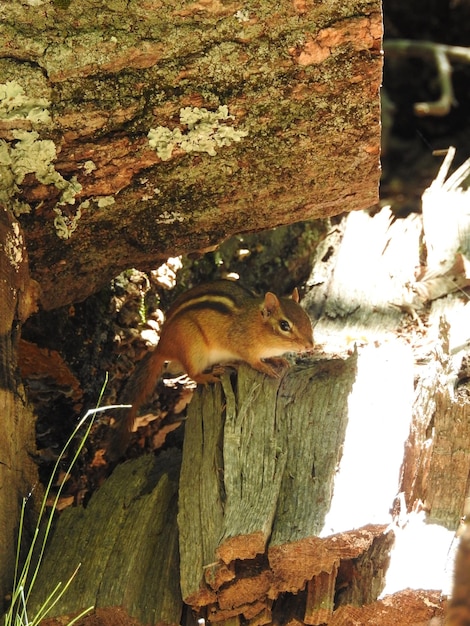 Close-up of squirrel on tree