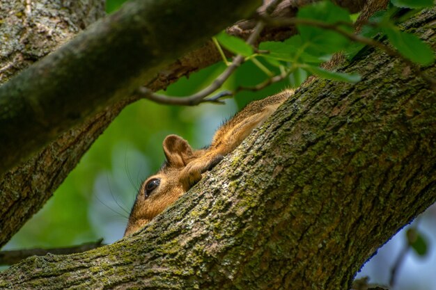 Close-up of squirrel on tree