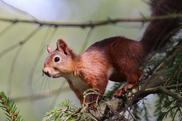 Foto close-up di uno scoiattolo sull'albero