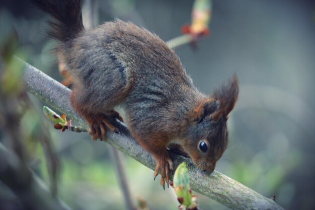 Close-up of squirrel on tree