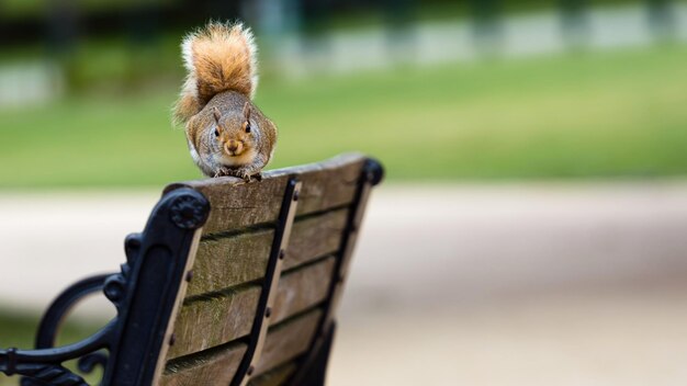 Photo close-up of squirrel on wood