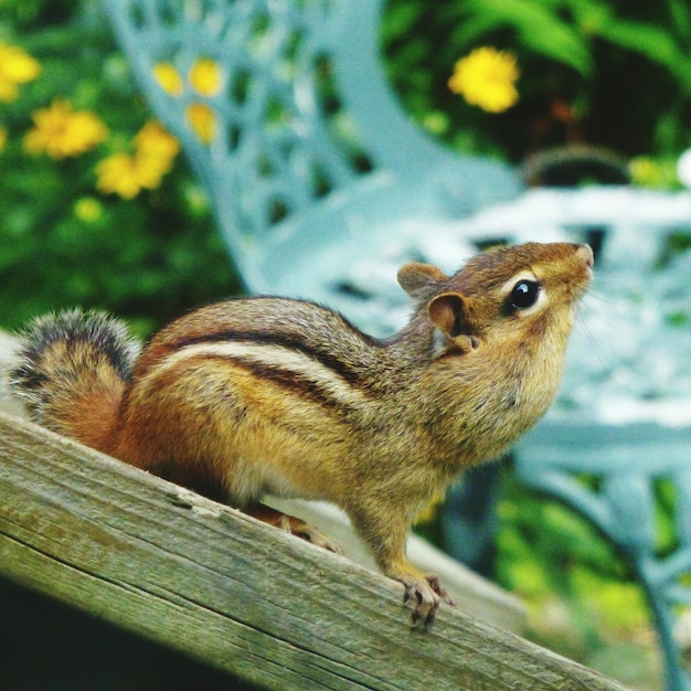 Foto close-up di uno scoiattolo sul legno