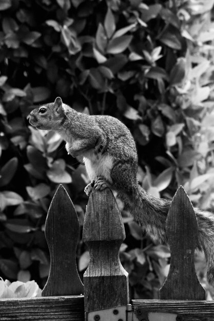 close-up of squirrel on wood