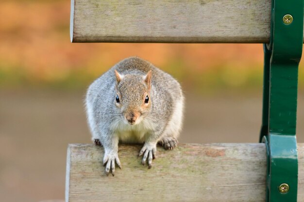 Photo close-up of squirrel on wood