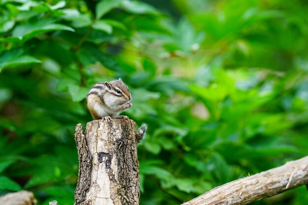 Close-up of squirrel on wooden post