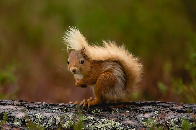 Close-up of squirrel