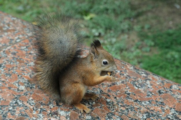 Photo close-up of squirrel